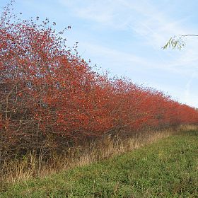 Copyright Red Oak Nurseries, Inc.