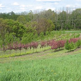 Copyright Red Oak Nurseries, Inc.