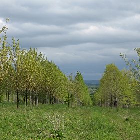 Copyright Red Oak Nurseries, Inc.