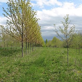 Copyright Red Oak Nurseries, Inc.