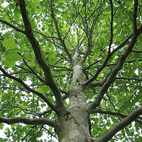 Copyright Red Oak Nurseries, Inc.