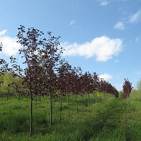 Copyright Red Oak Nurseries, Inc.