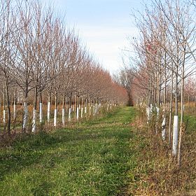 Copyright Red Oak Nurseries, Inc.